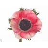 Anemone Mistral Red