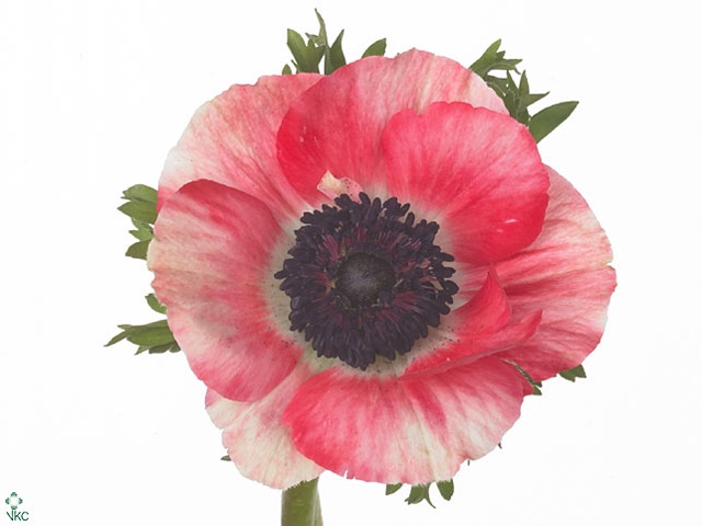 Anemone Mistral Red