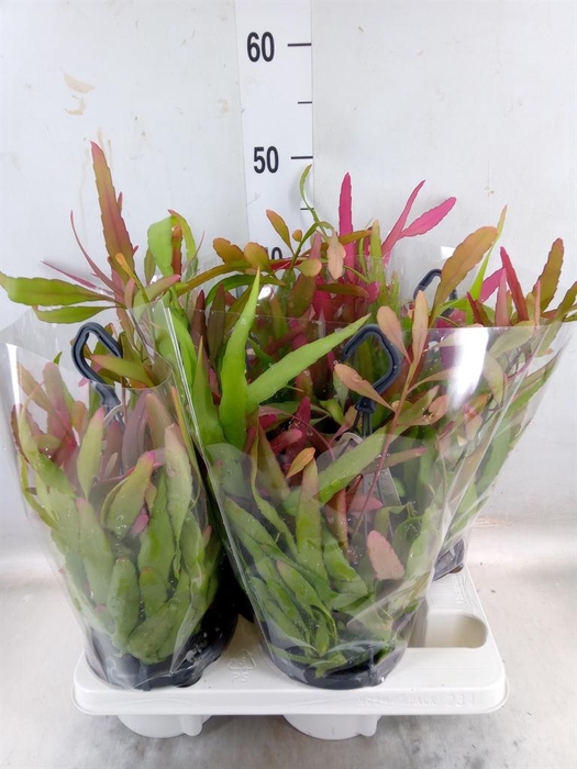 <h4>Rhipsalis   ...</h4>