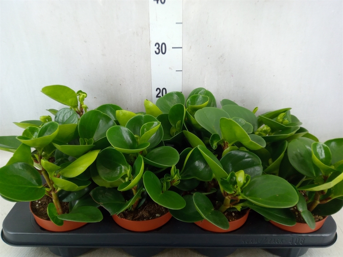 <h4>Peperomia obt. 'Green Gold'</h4>