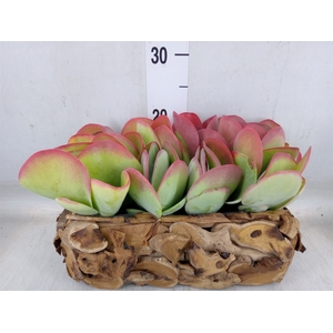 Kalanchoe NF thyrsiflora
