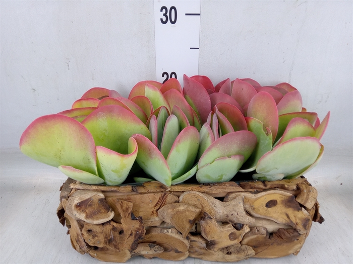 <h4>Kalanchoe NF thyrsiflora</h4>