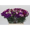 Dianthus Br Gemengd