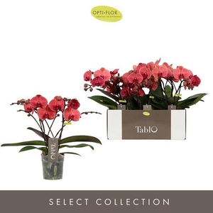 PHAL OPTI TABLO SPRITZ 2 SPIKE
