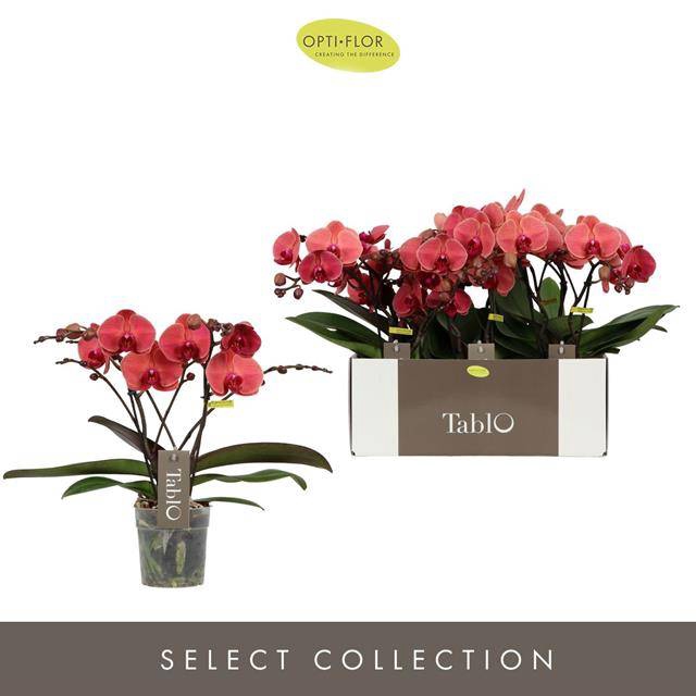 <h4>PHAL OPTI TABLO SPRITZ 2 SPIKE</h4>