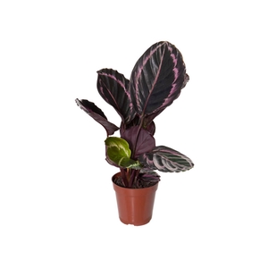 CALATHEA SURPRISE STAR P12