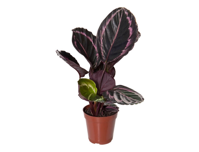<h4>CALATHEA SURPRISE STAR P12</h4>