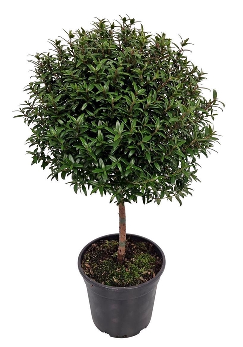 <h4>MYRTUS COM</h4>