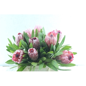 Protea Pink Ice Ex
