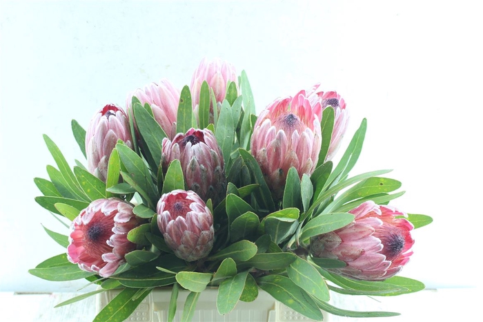 <h4>Protea Pink Ice Ex</h4>