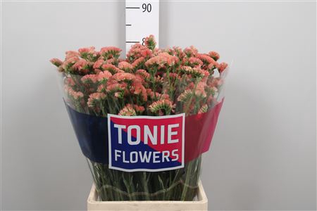 <h4>Lim S Royal Orange</h4>