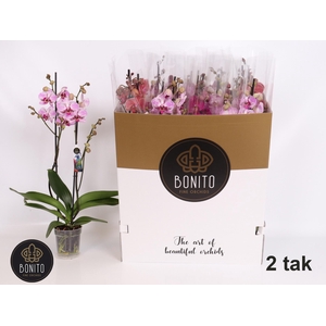 PHAL GEM 7 KL