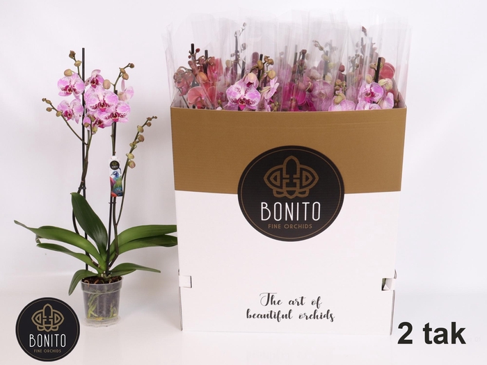 <h4>PHAL GEM 7 KL</h4>