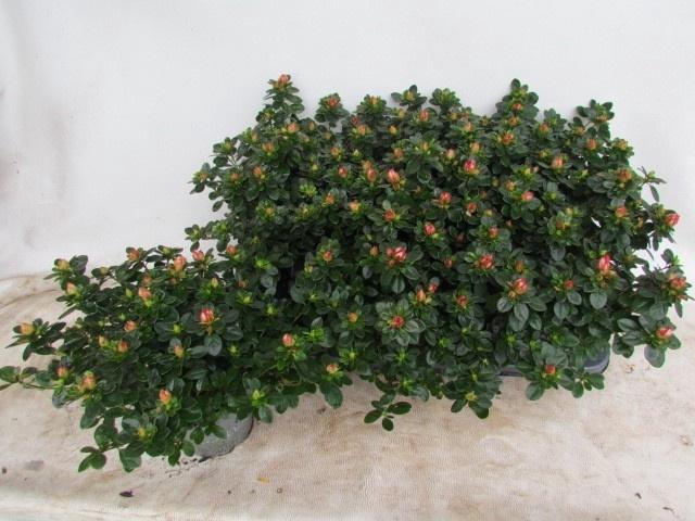 <h4>RHODO SI FLUOSTERN</h4>