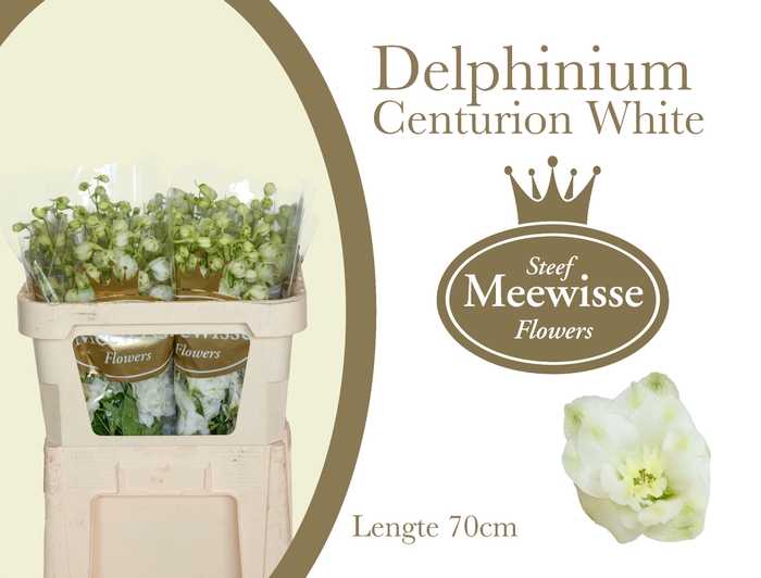 DELPH DU CENTU WHITE