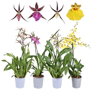 Mix Oncidium & Brassia 1 tak 12 cm