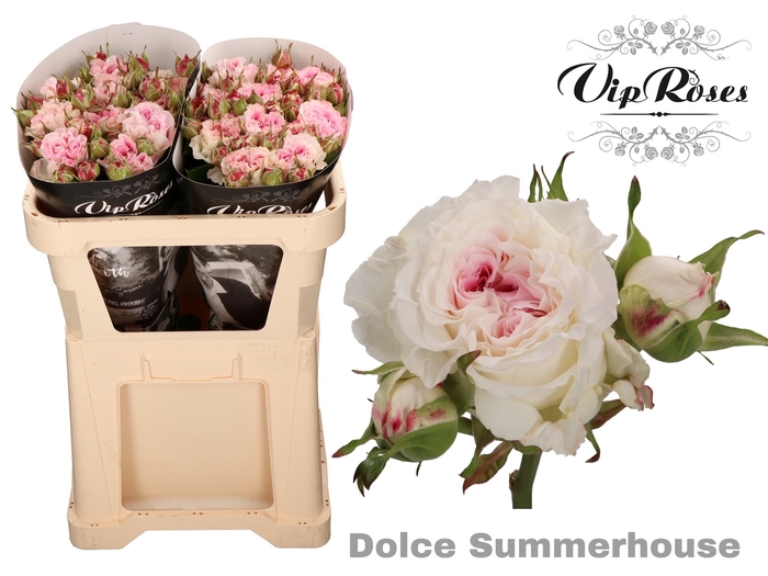 R TR DOLCE SUMMERH