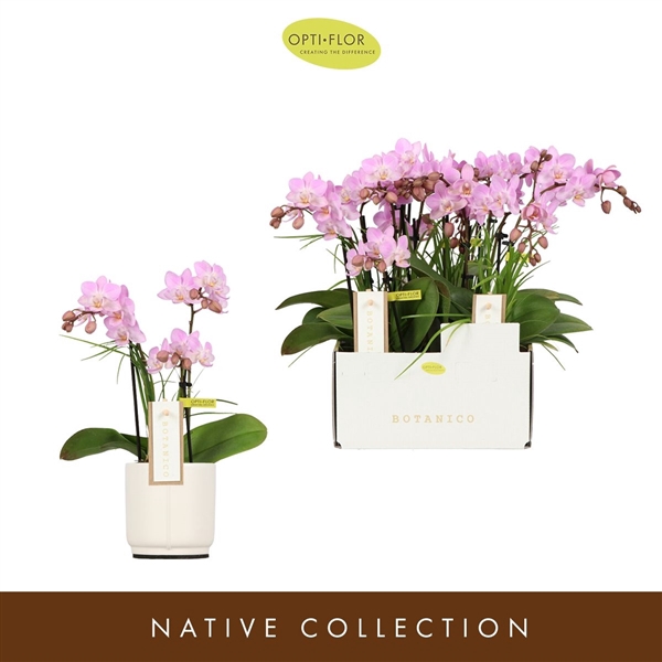 <h4>Botanico Nolina Pink 3 spike in Lazio White</h4>
