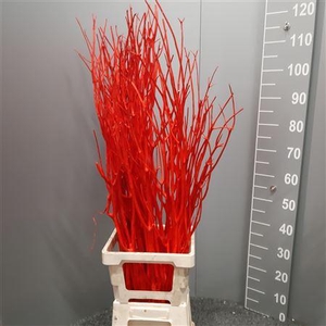 Mitsumata Col Rood