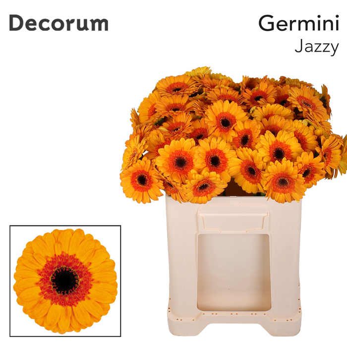 <h4>Germini Jazzy Water/Hoes x80</h4>