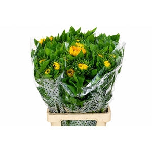 Helianthus Vincent's Choice