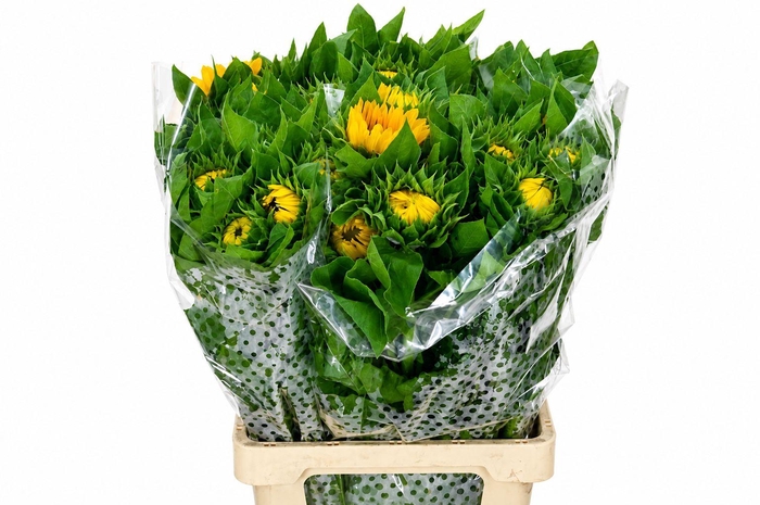 <h4>Helianthus Vincent's Choice</h4>