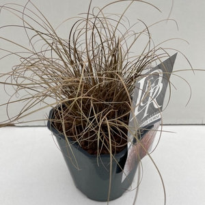 Graminées Carex 'Bronze Form'
