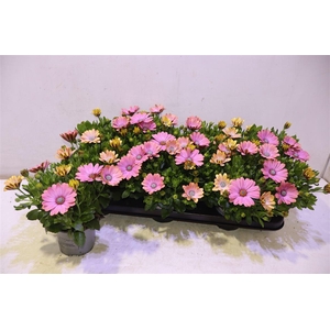 arr8 Osteo Fp Chryst Pink