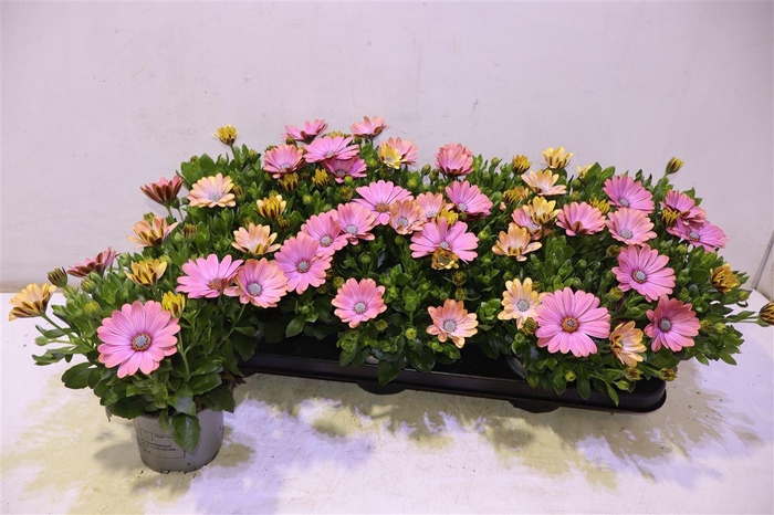 <h4>Osteo Fp Chryst Pink</h4>