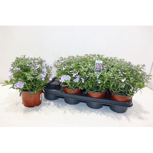 Phlox Ov Pink