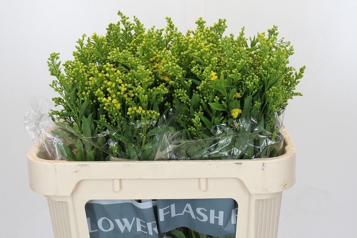 <h4>SOLI GOLDEN GLORY</h4>