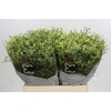 Limonium China Lemon