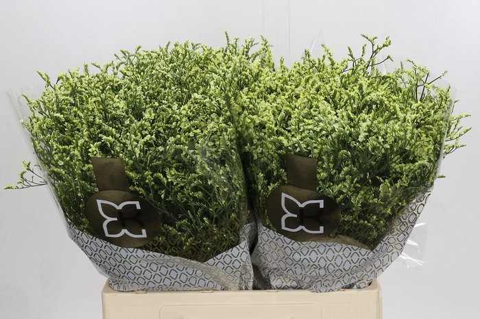 Limonium sinensis China Lemon