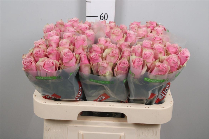 <h4>R Gr Athena Royale</h4>