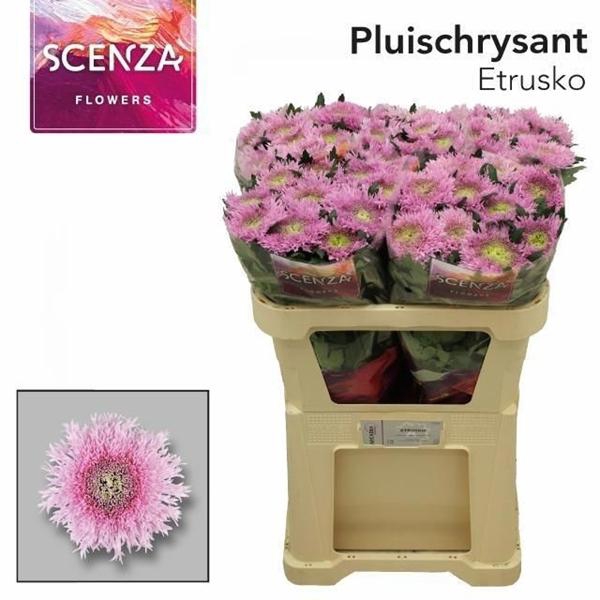 <h4>CHR G ETRUSKO</h4>