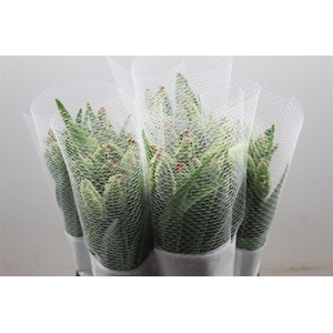 Tulipe Fr Pa Flaming Parrot