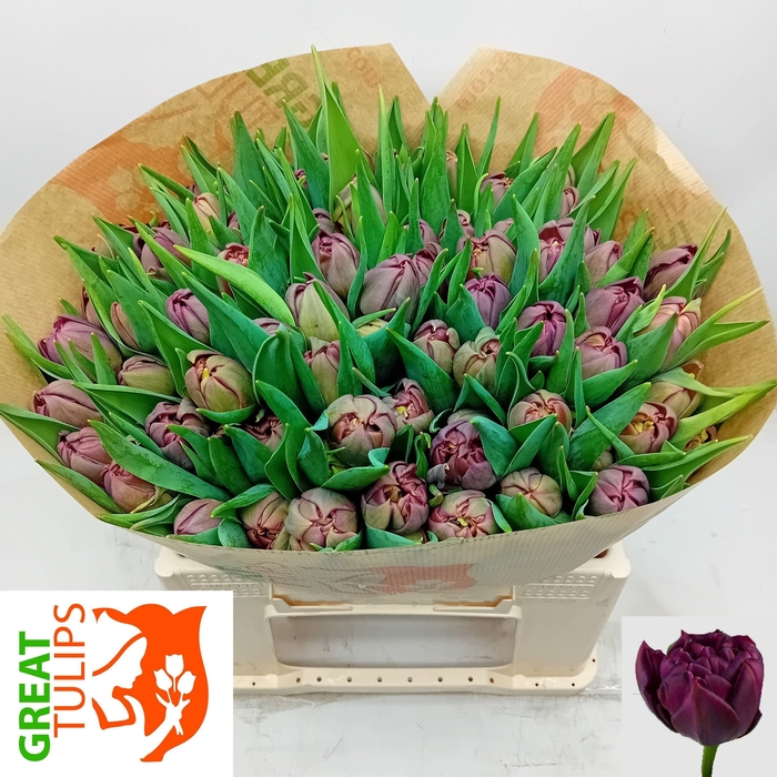 <h4>TU DU ALISON BRADLEY</h4>