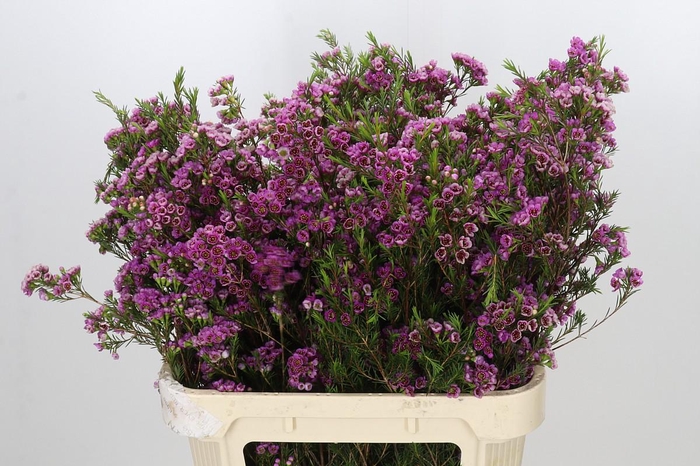 <h4>Chamelaucium 'Nina's Delight'</h4>