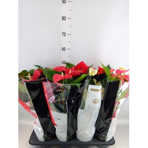Anthurium   ...mix
