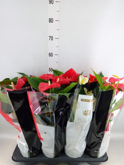 <h4>Anthurium   ...mix</h4>