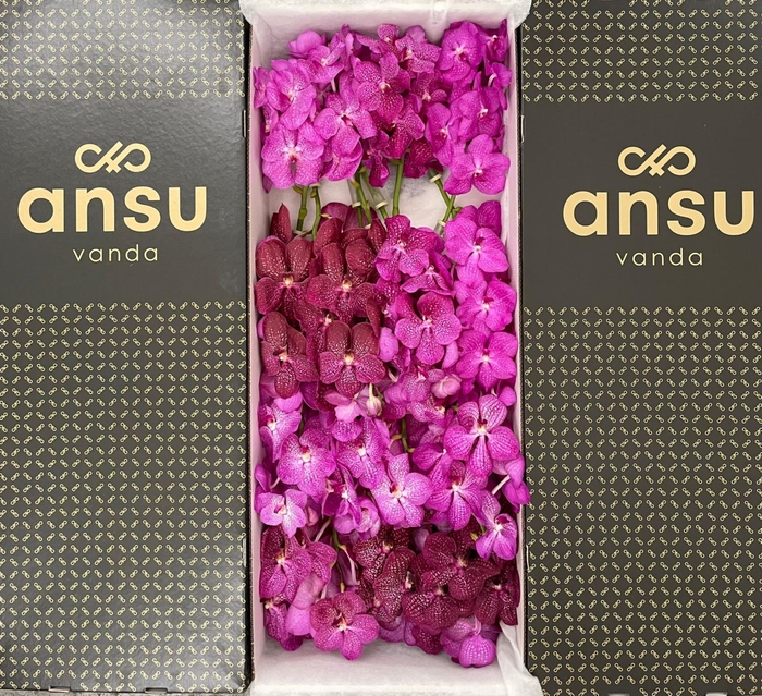 <h4>Vanda Pink Mix X16</h4>