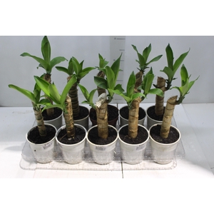 DRACENA VARIADO P12