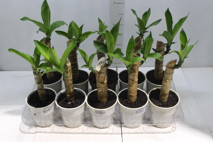 <h4>DRACENA VARIADO P12</h4>