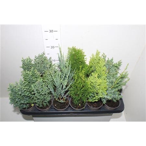 Thuja Ov