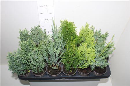 <h4>Thuja Ov</h4>