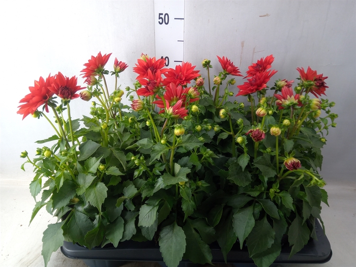 <h4>Dahlia  'Dahlinova Hypnot Red'</h4>
