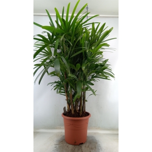 Rhapis excelsa