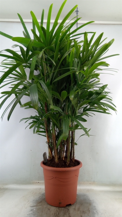 <h4>Rhapis excelsa</h4>