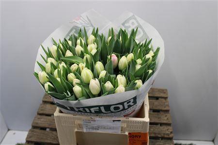 <h4>Tu Du Pink Delight</h4>