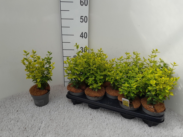 <h4>EUONYMUS FO EM GOLD</h4>